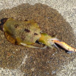 越前海岸でエギング